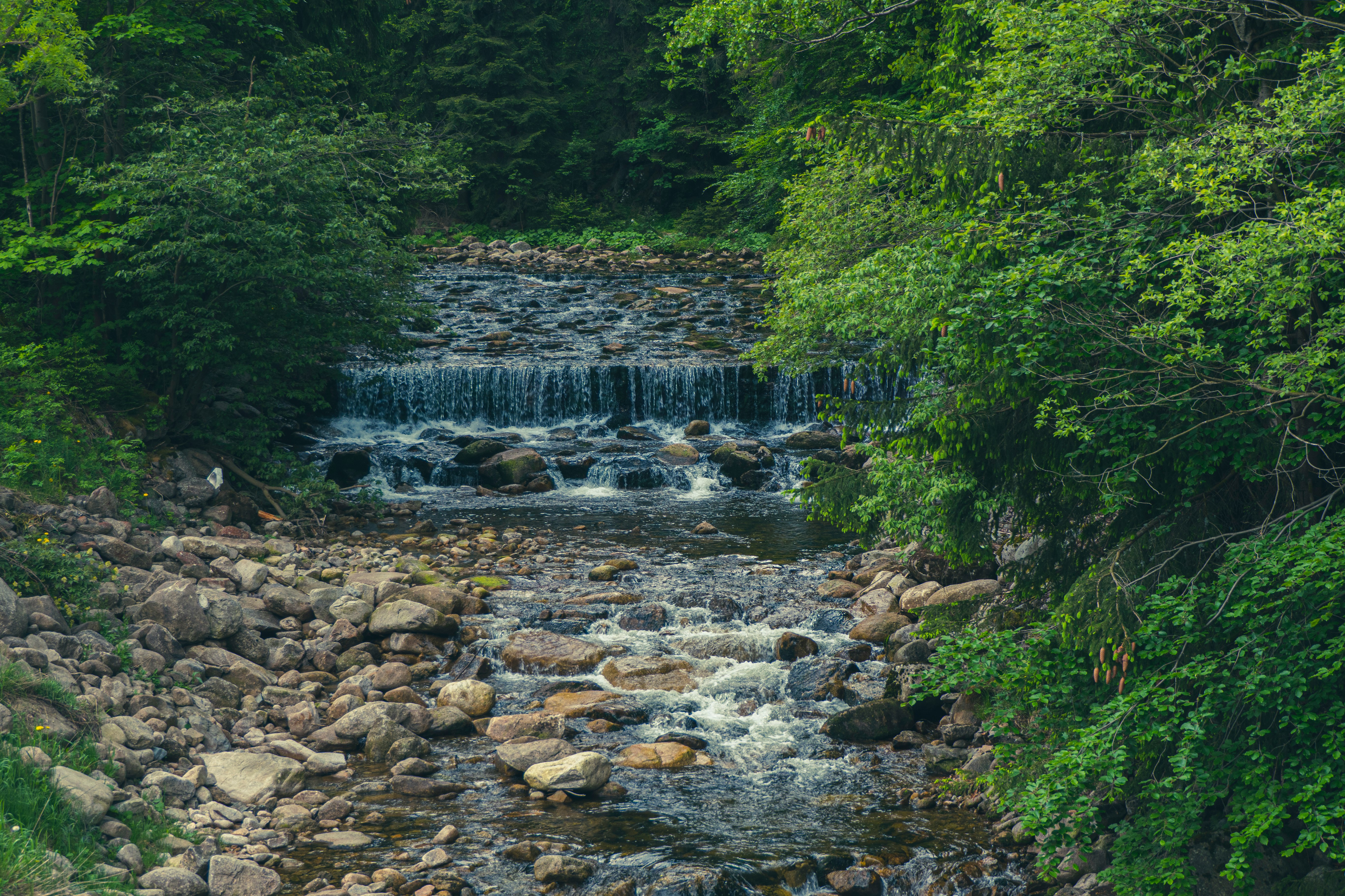 river in the middle of forest